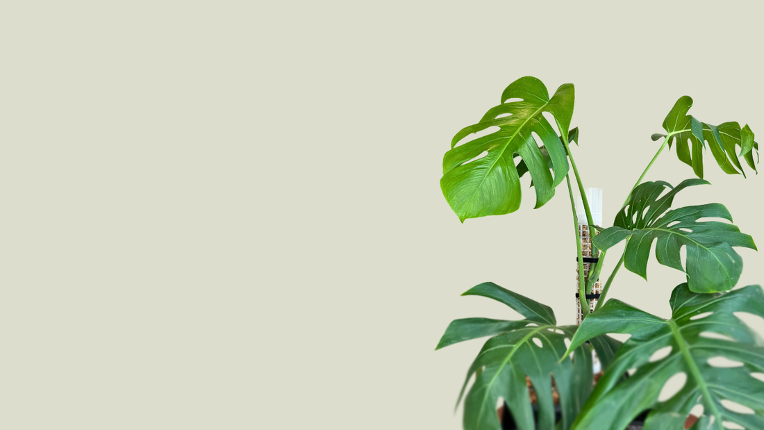 How to Grow Bigger, Healthier Leaves: Essential Tools for Thriving Houseplants