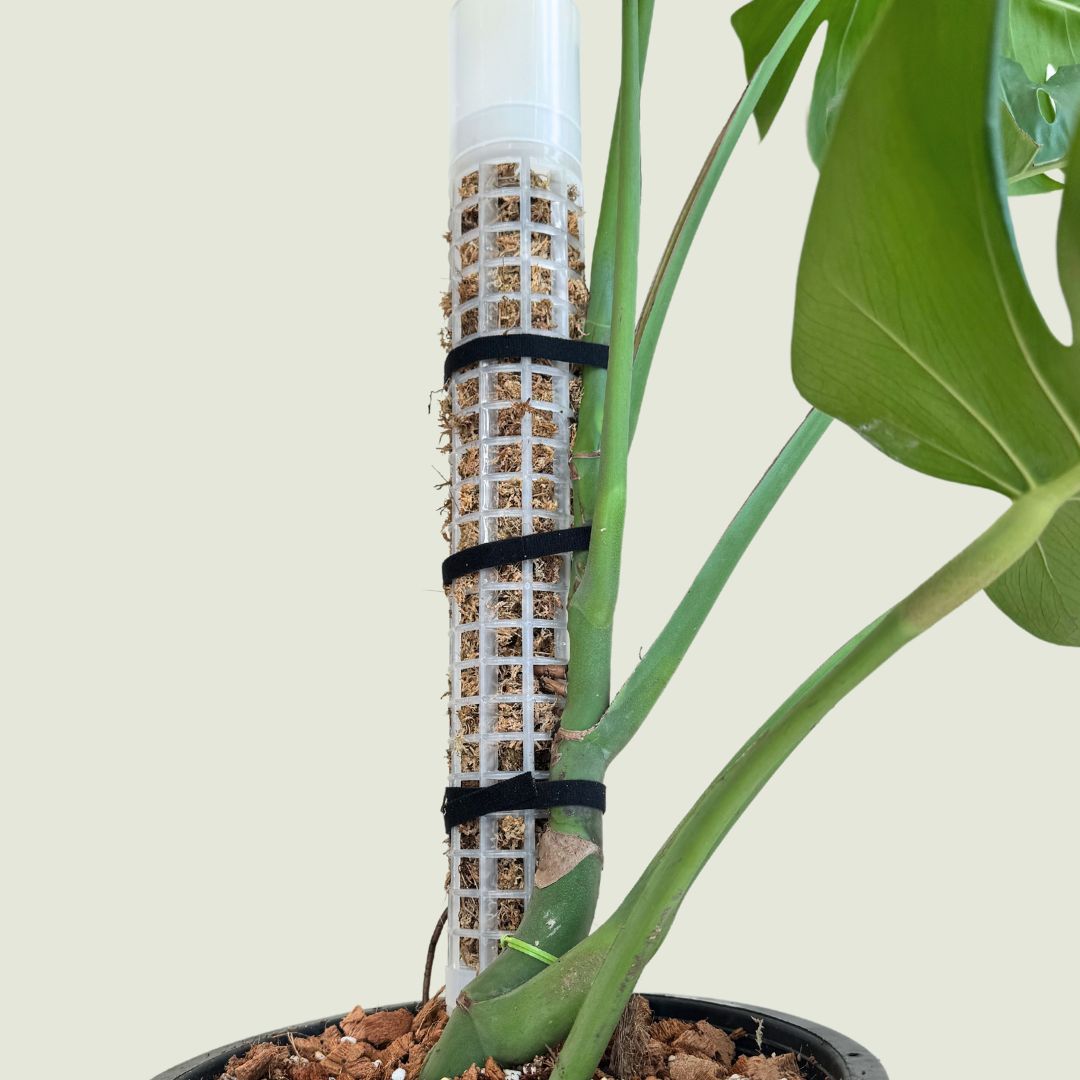 A monstera plant stem mounted on a self-watering moss pole 