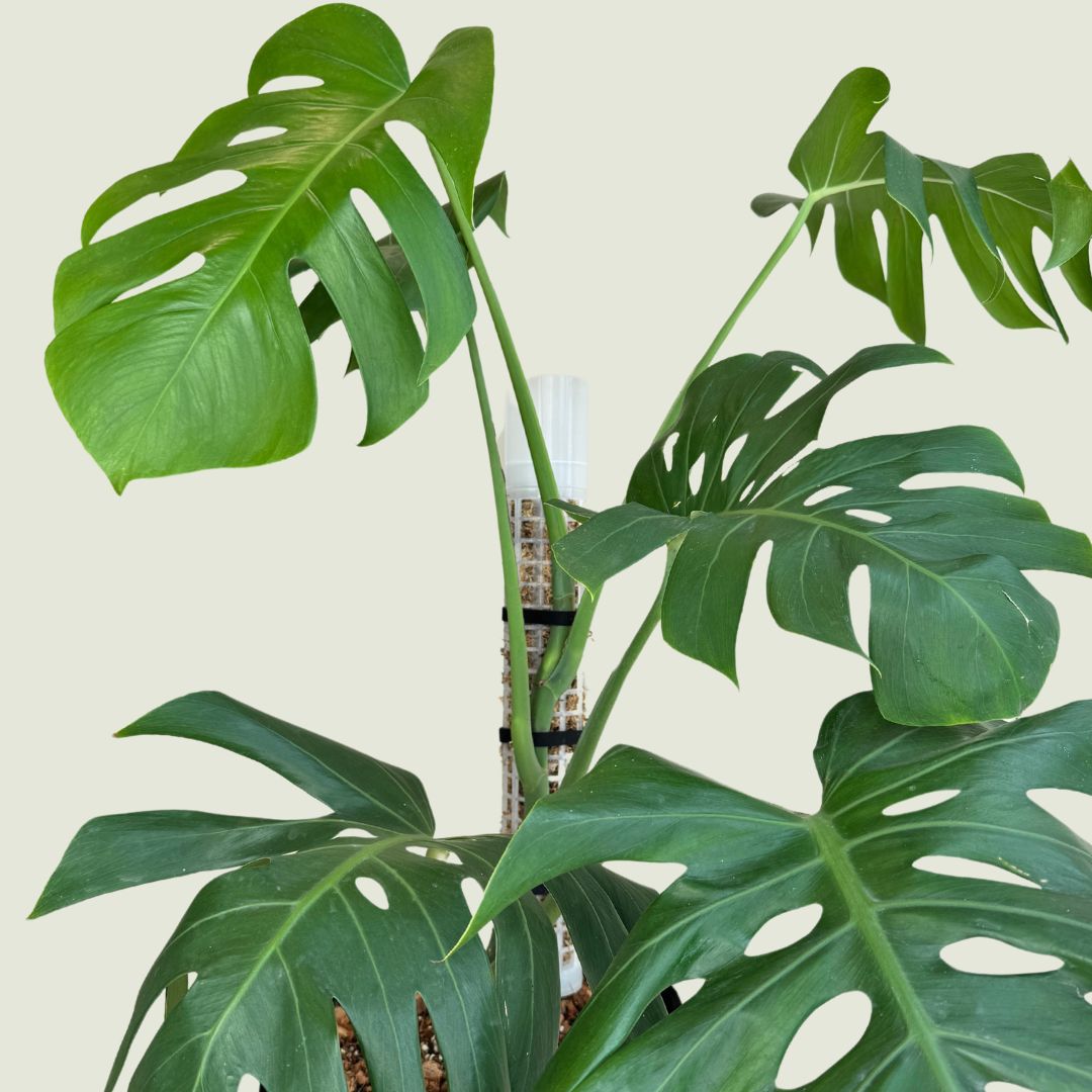 A healthy, lush monstera plant on a self-watering moss pole 